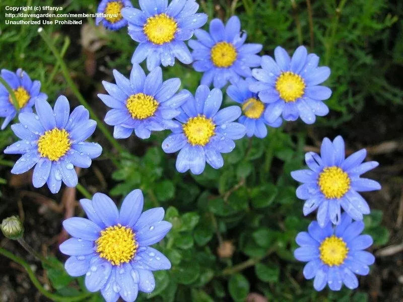 Felicia Blue Daisy Seeds 100 Count - Vibrant Blue Flowers for Garden, Felicia amelloides, Drought Tolerant, Full Sun to Partial Shade
