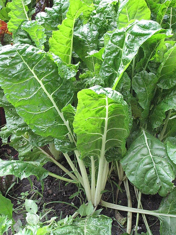 Fordhook Giant Swiss Chard Seeds 50 Ct Non-GMO Vegetable Garden Seeds Beta vulgaris var. cicla