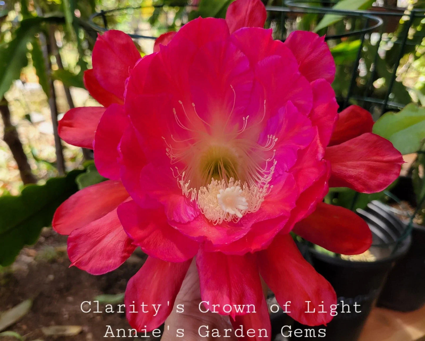 Epiphyllum Unrooted Cuttings 8-10 Inches Clarity's Crown of Light Epiphyllum oxypetalum