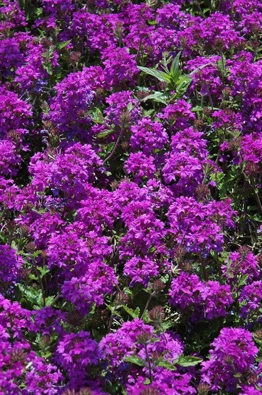 Purple Verbena Plant 4" Pot Homestead Purple Verbena canadensis Drought Tolerant, Dark Purple Flowers Zones 7-10