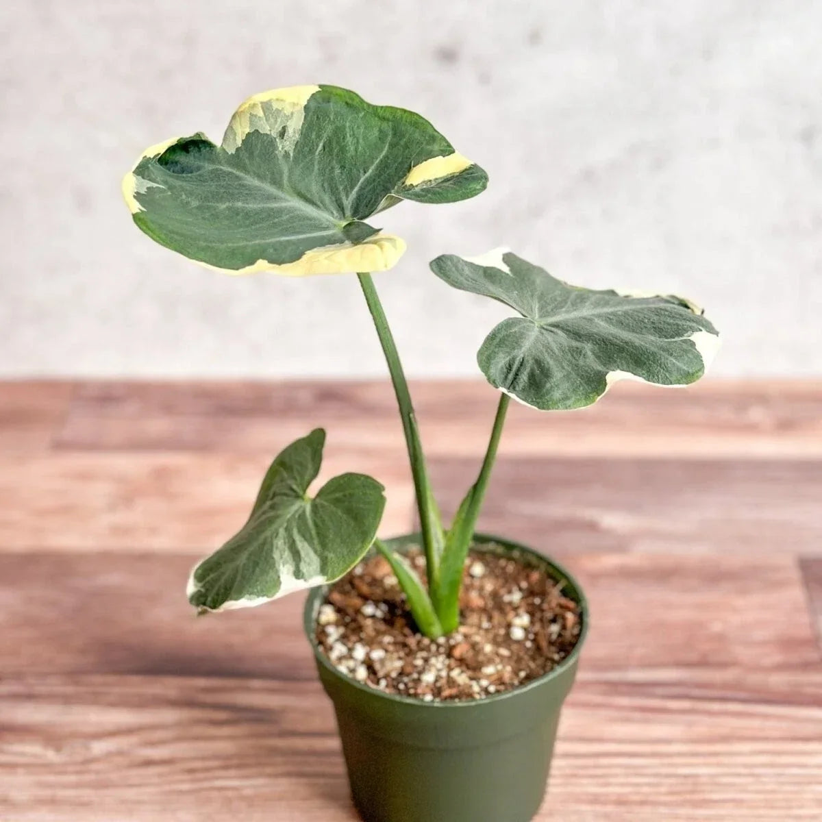 Mickey Mouse Upright Elephant Ear Plant - Live 2.5" Pot - Alocasia Xanthosoma - Unique Foliage for Indoor & Garden