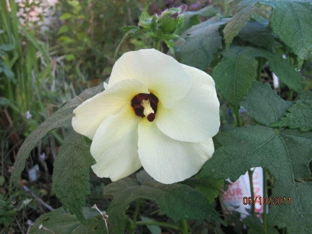 Abelmoschus manihot Seeds - Sunset Hibiscus Sweet Aibika - Edible Foliage & Vibrant Blooms - Hardy to Zone 7 - 30 Seeds