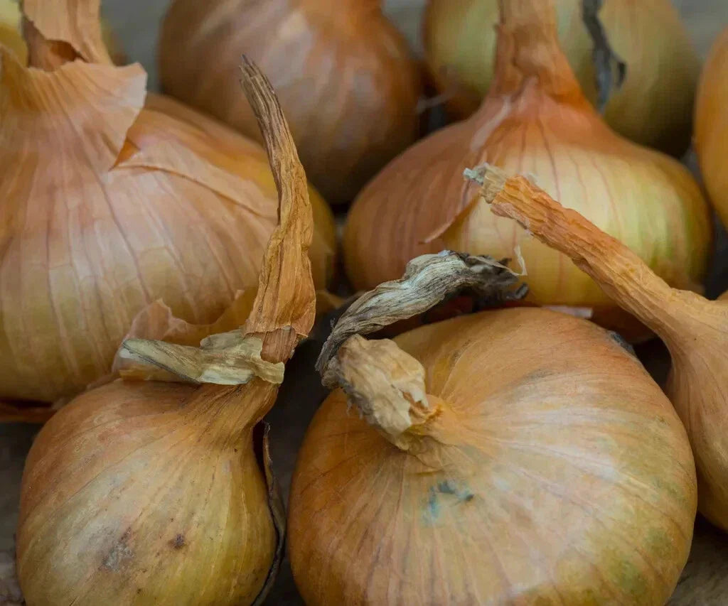 Sturon Onion Seeds - 500+ Non-GMO High Yield Seeds for Garden Planting