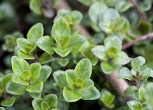 English Thyme Seeds 100 Pack - Culinary & Medicinal Herb Thymus vulgaris for Garden or Indoor Growing