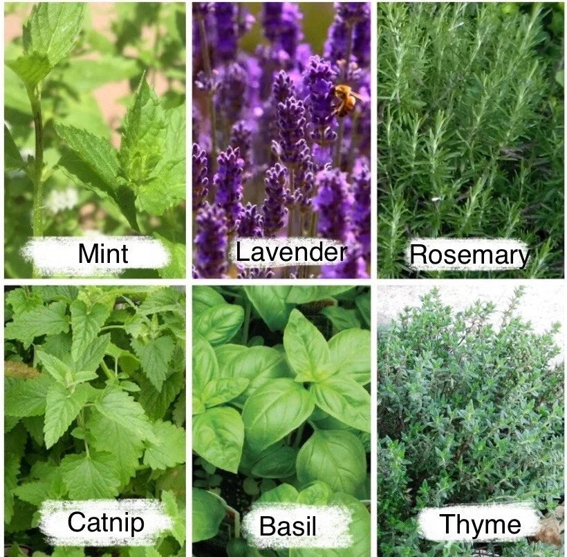 Culinary Herb Seeds Pack, 2525 Seeds, Mint, Lavender, Thyme, Rosemary, Aromatic Cooking Herbs, Gardening Seed Pack