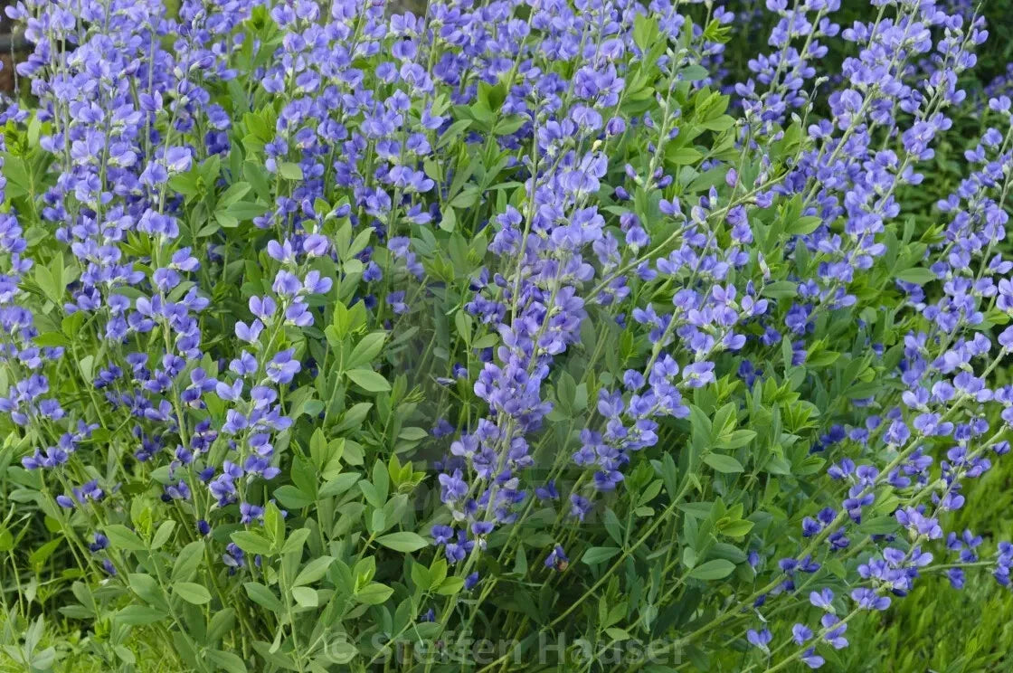 Blue False Indigo Live Plant Set of 2 - Baptisia australis 12-16" Perennial
