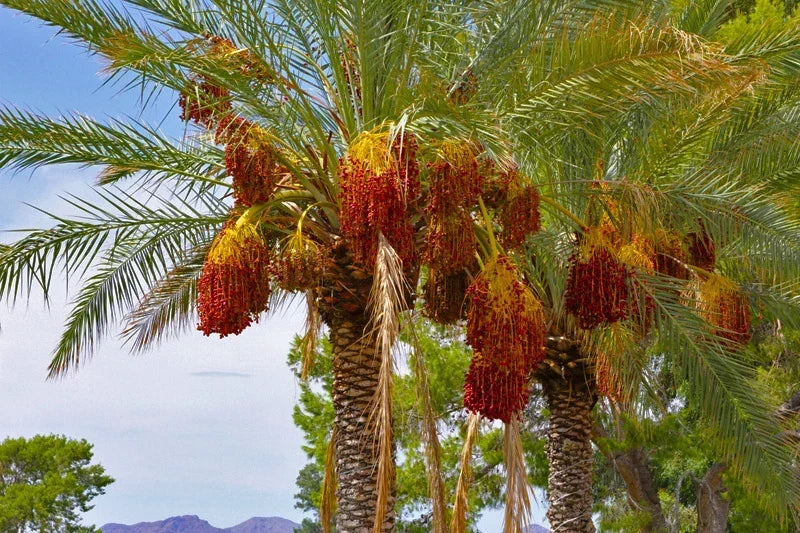 Date Palm Tree Seeds, Phoenix dactylifera, Edible Dates, Tropical Plant, 10 Seeds for Gardening & Landscaping