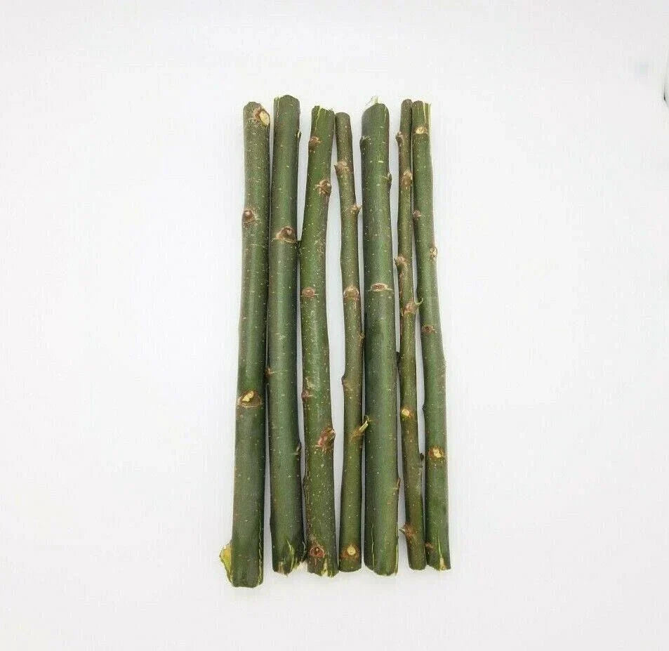 Austree Hybrid Willow Tree Cuttings 33 Pack | Fast Growing Salix x sepulcralis