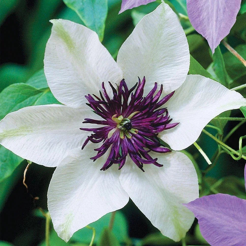 Clematis Seeds - 25 White Purple Perennial Flower Seeds - Climbing Vine for Garden, Fence, Arbor - Clematis x jackmanii