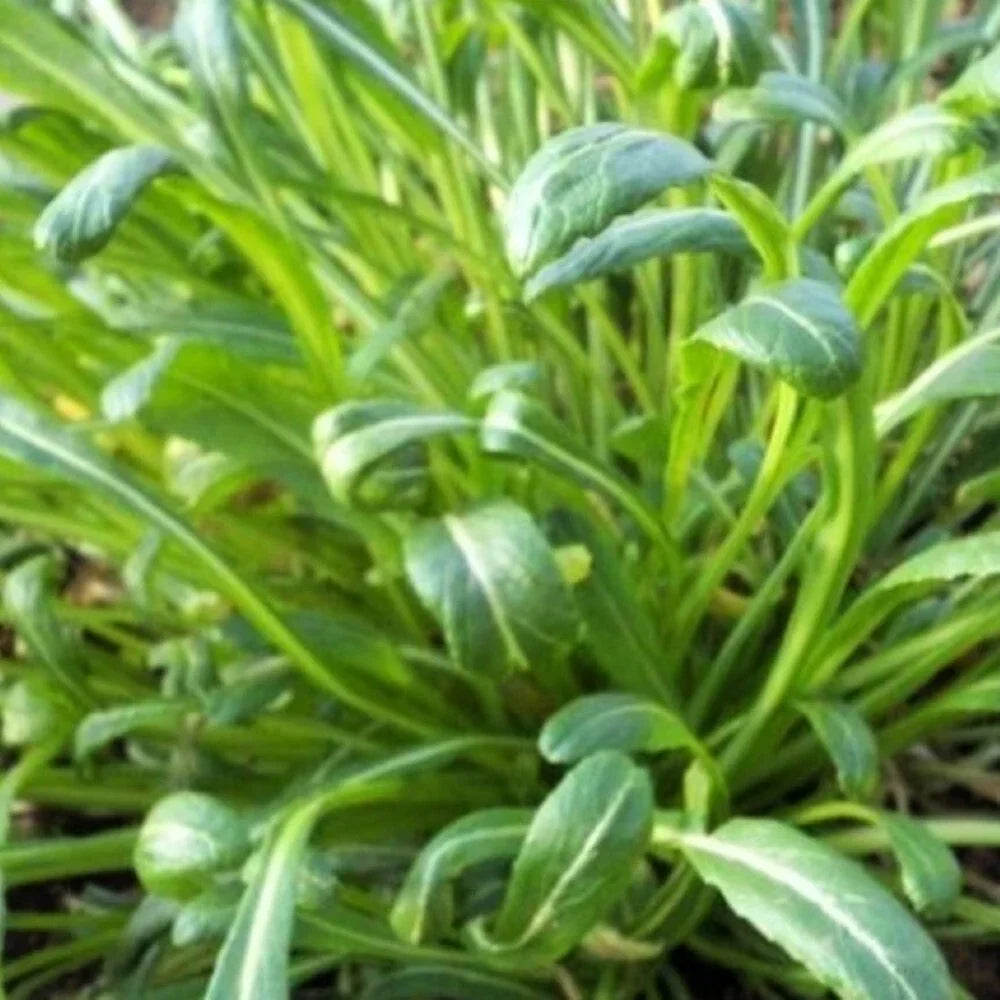 Mibuna Mustard Seeds - Heirloom NON-GMO Brassica rapa var. japonica for Fresh Garden Greens