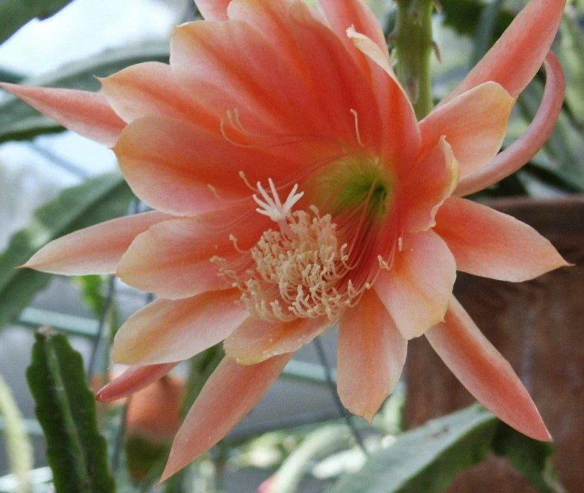 Epiphyllum Orchid Cactus Cuttings MOR MOR Variety Indoor Plant Succulent Propagation