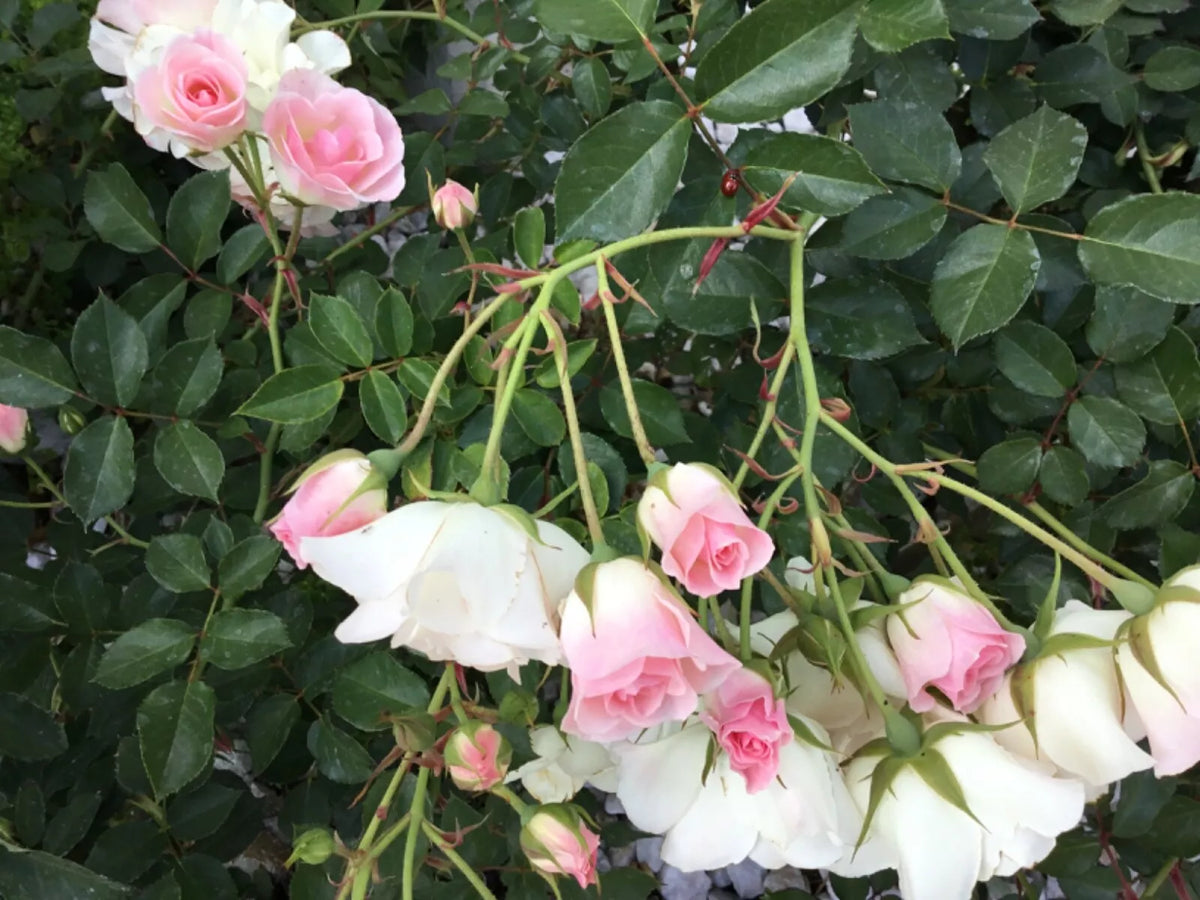 Frosty Pink Florabunda Rose Cuttings – 4 Rooting Cuttings for Gardening – Rosa 'Frosty Pink'