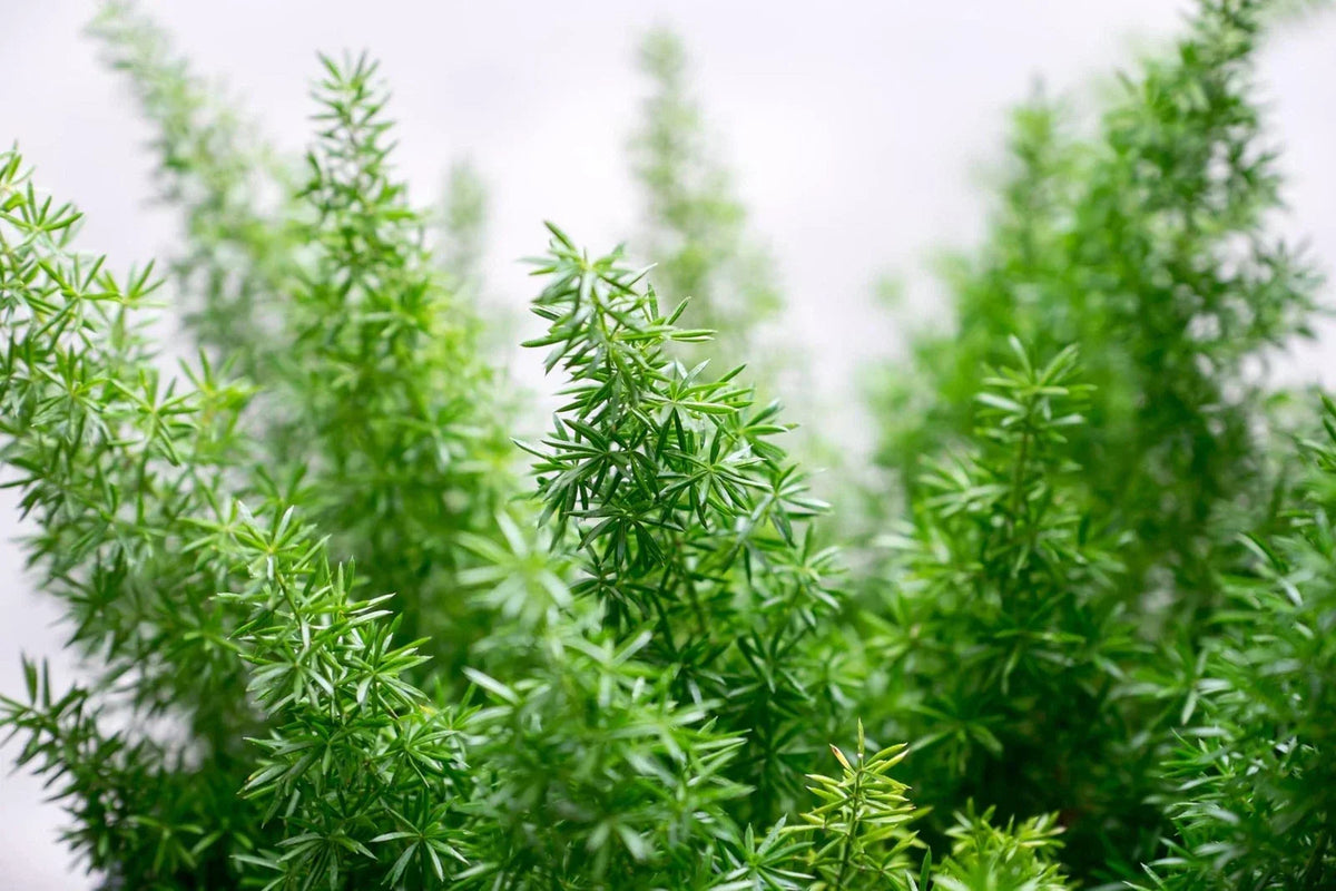 Emerald Fern Seeds - Foxtail Fern (Asparagus sprengeri) 6 Seeds for Indoor & Outdoor Planting