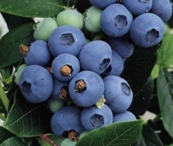 Highbush Blueberry Seeds 200+ Count | Vaccinium Corymbosum | Northern Blueberry for Garden, Backyard, or Landscaping