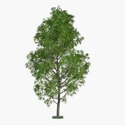Hybrid Poplar Tree Cuttings - Fast Growing Shade Trees Populus deltoides