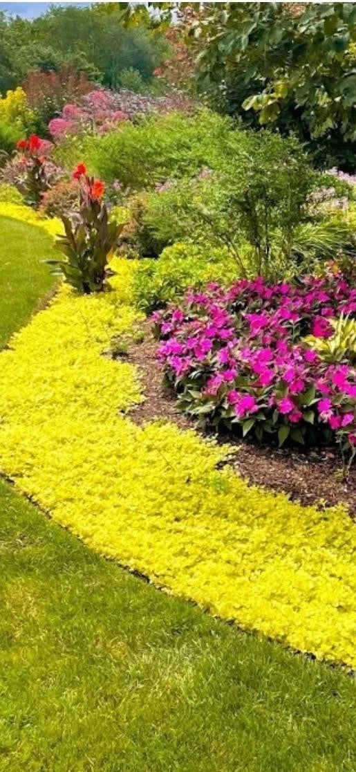 Golden Creeping Jenny Cuttings - Lysimachia nummularia 'Aurea' for Groundcover, Hanging Baskets, Pots