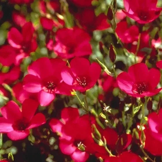 Organic Red Scarlet Flax Seeds - 200 Count, Bright Red Flowers, Annual, Linum usitatissimum, Non-GMO, Heirloom, Garden & Cut Flowers