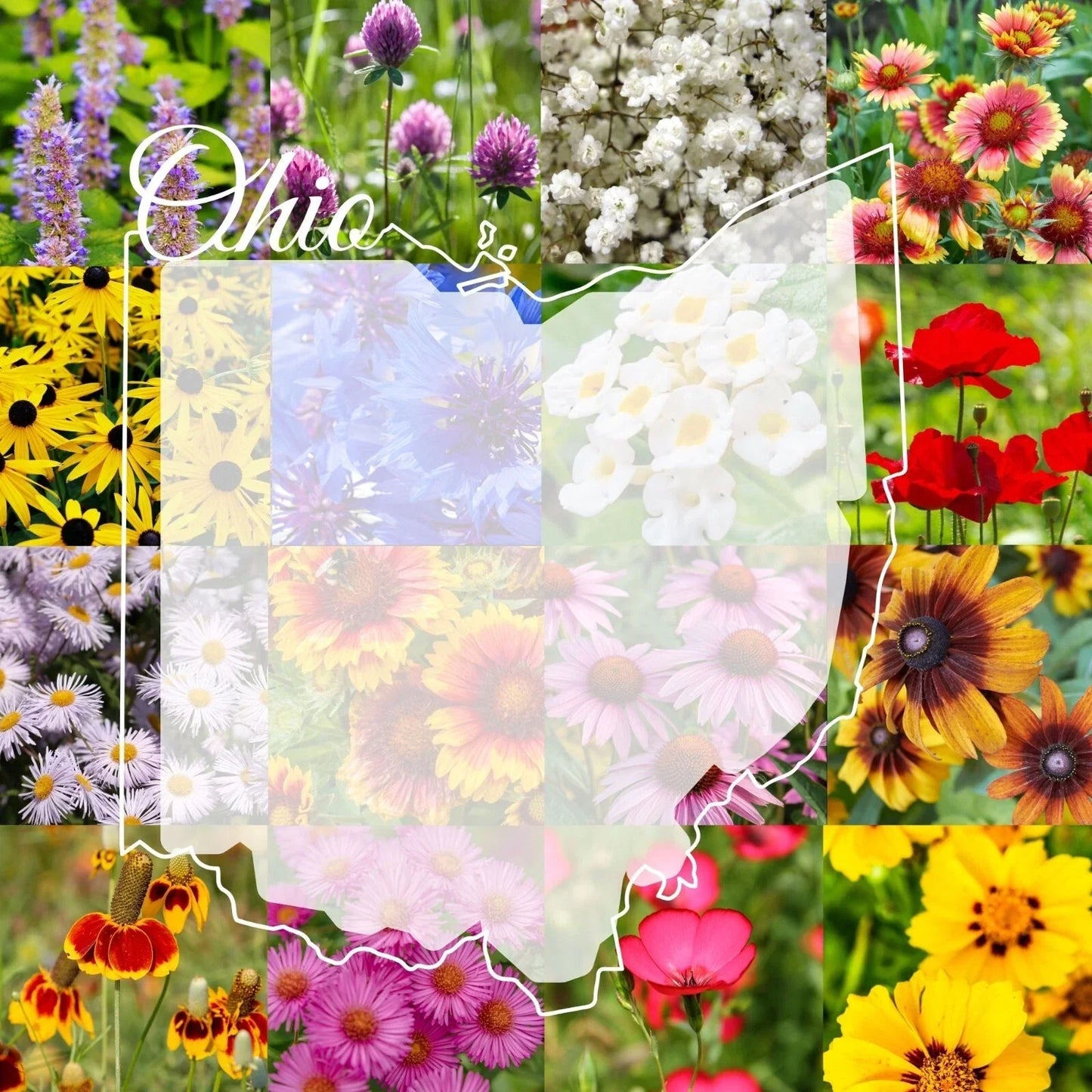 Ohio Wildflower Seed Mix 1/2LB - Native Wildflowers for Gardens, Attract Pollinators, Covers 2,000 sq ft, Various Species