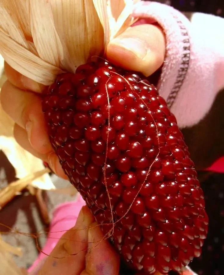 30+ Organic Strawberry Ruby Corn Seeds - Heirloom Popcorn - Sweet Vari ...