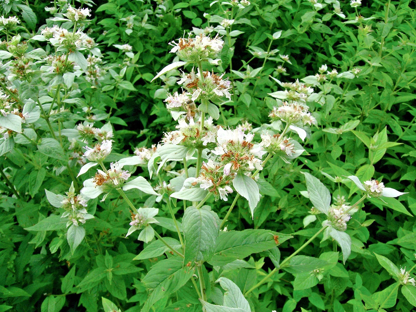 Mountain Mint Seeds - 501+ Pack - Native Edible Wildflower - Drought Tolerant Herb
