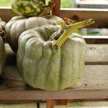 Queensland Blue Pumpkin Seeds - 25+ Pack for Garden Planting - Cucurbita maxima - USA Grown, Free Shipping