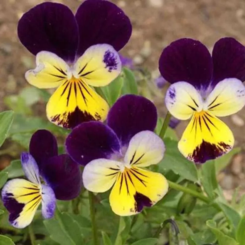 Johnny Jump Ups Seeds - 200 Organic Viola tricolor Seeds for Gardens & Pots - Attracts Pollinators, Non-GMO, USA Grown