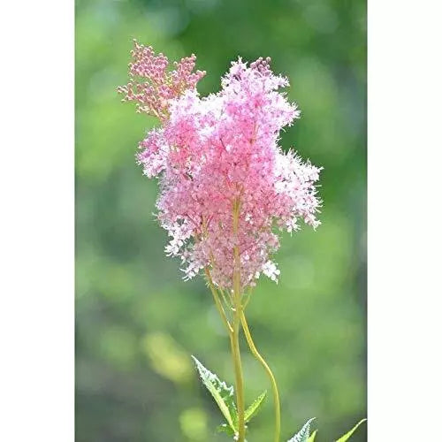 Queen of The Prairie Seeds - 40 Pack - Filipendula rubra Perennial Wildflower