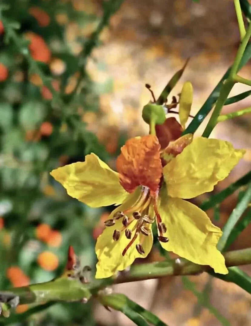 Mexican Palo Verde Seeds - 10 Pack, Parkinsonia Aculeata, Drought-Tolerant Tree, Jerusalem Thorn, Xeriscape Plant