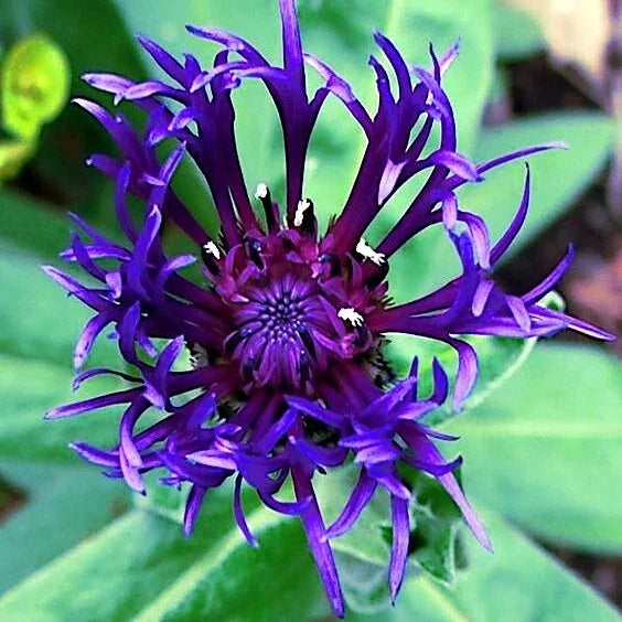 Mountain Blue Cornflower Seeds - 20 Perennial Seeds - Centaurea montana - Hardy Blue Flower Seeds for Garden Borders