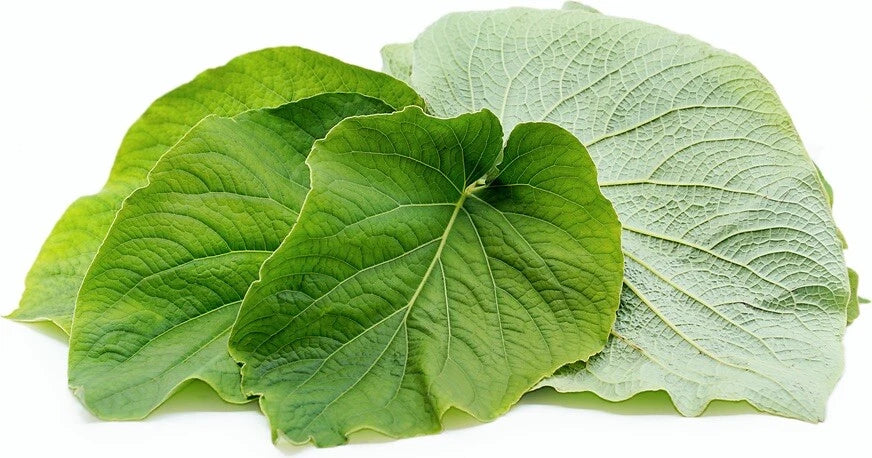 Rooted Mexican Pepperleaf Plant | Herbaceous Perennial | Piper auritum | Hoja Santa | Culinary Herb