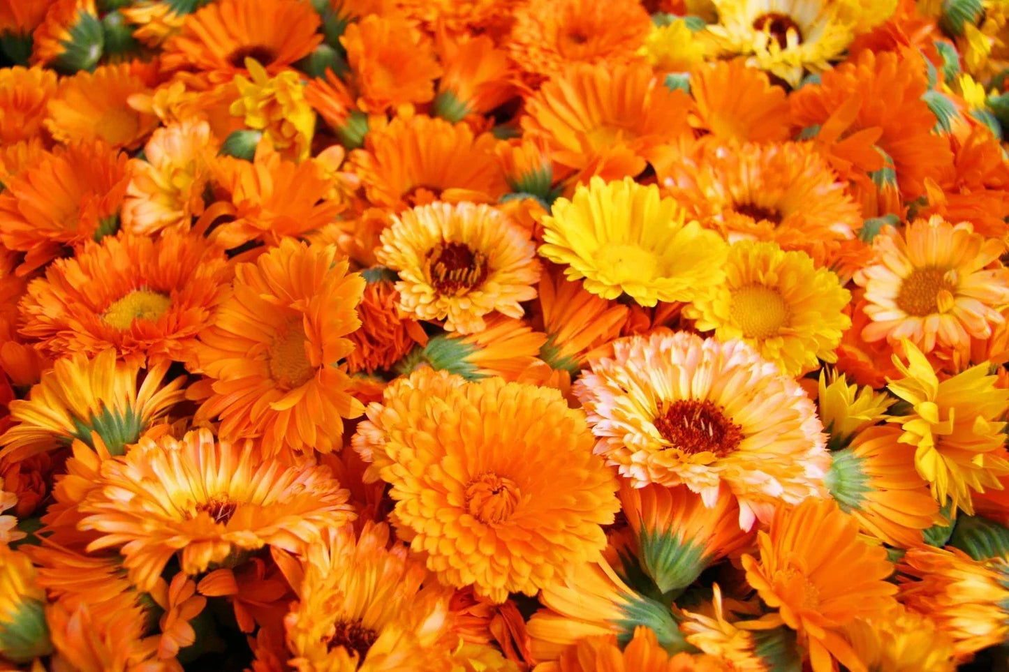 Calendula Seeds 250+ - Pacific Beauty Mix - Organic Calendula officinalis Garden Seeds