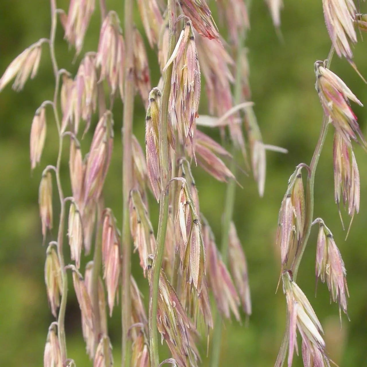 Sideoats Grass Seeds - Bouteloua curtipendula Native Prairie Grass Drought Tolerant