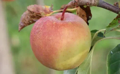 GoldRush Apple Seeds - 25+ Heirloom Malus domestica Seeds - Non-GMO USA