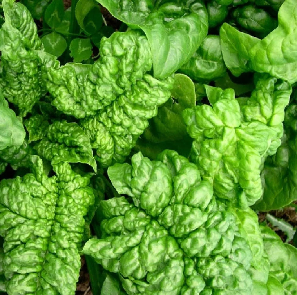 Bloomsdale Long Standing Spinach Seeds | Heirloom NON-GMO | Fresh Garden Seeds | Spinacia oleracea