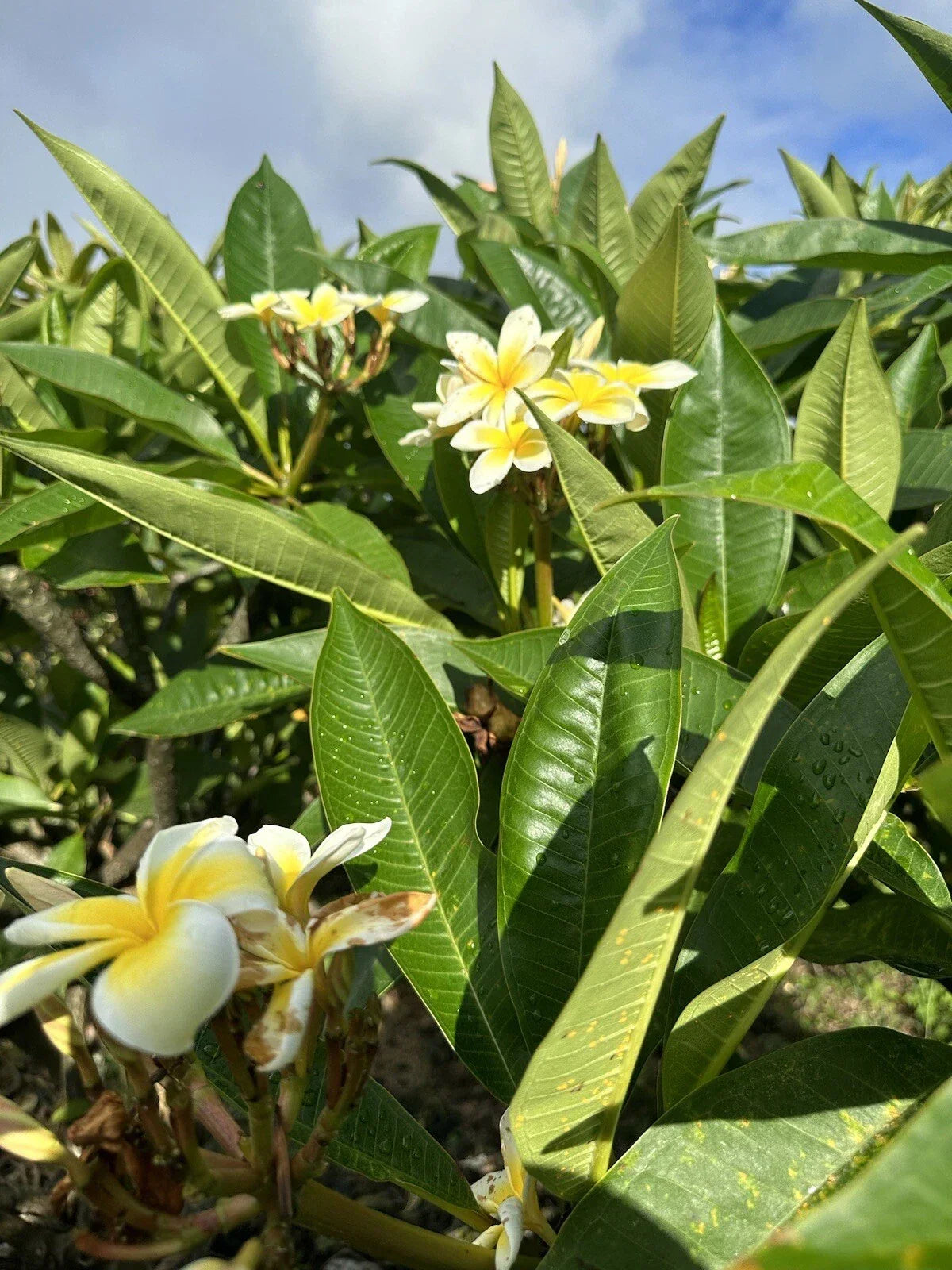 Yellow Plumeria Cuttings 10 Inch Unrooted Single Head Plumeria rubra Tropical Flowering Shrub