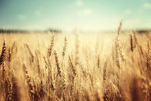 Wheat Cover Crop Seeds 2 Lbs Non-GMO Rye Food Plot Seed for Deer & Turkey - Winter Rye (Secale cereale)