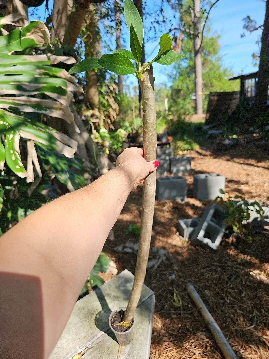 Rooted Plumeria Live Plant - 3 Feet Tall, White & Yellow Flowers, Tropical Fragrance, Plumeria rubra, 3" Pot