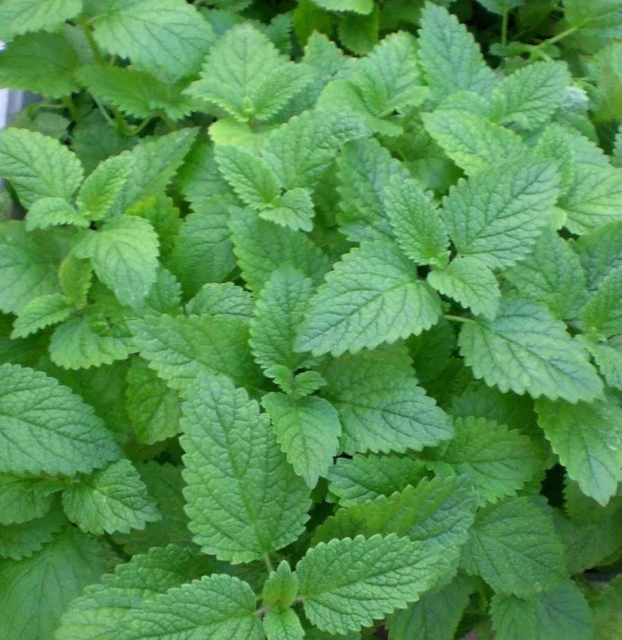 Lemon Balm Seeds 1000 Count - Melissa officinalis Herb for Aromatherapy & Culinary Use