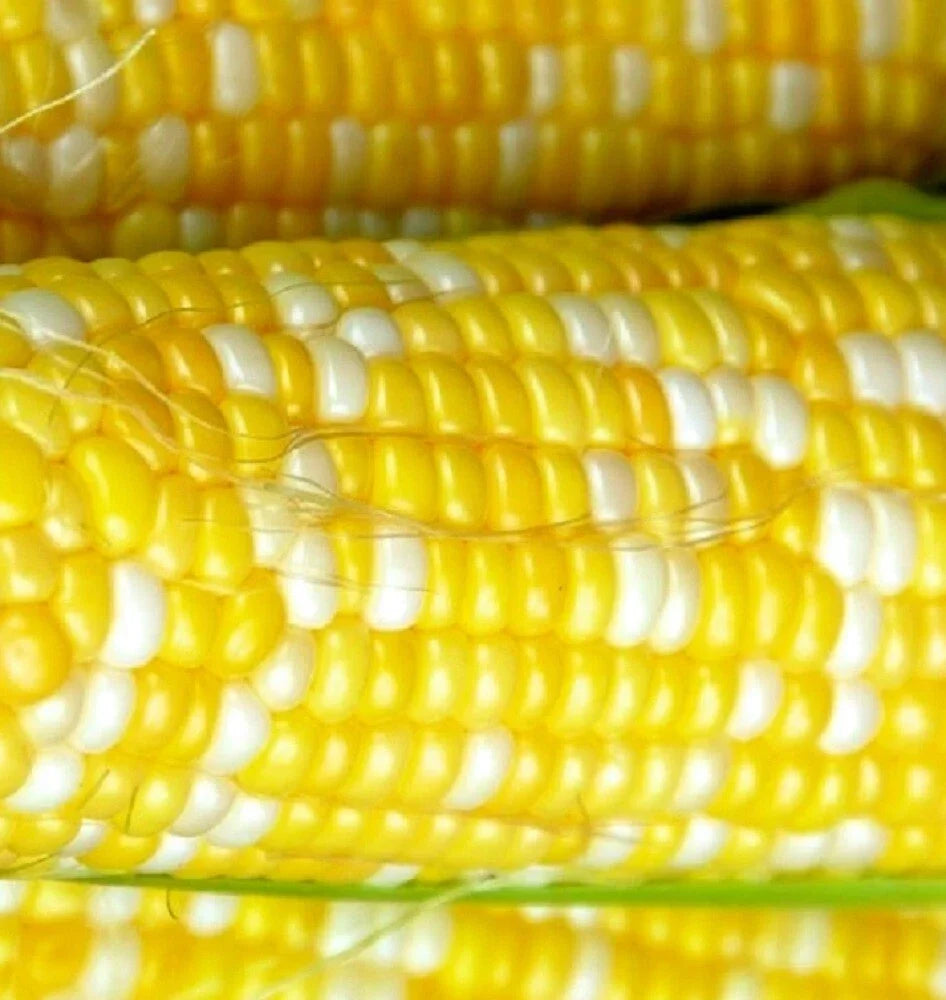 Peaches & Cream Corn Seeds – Hybrid Sweet Corn Seeds for Home Garden, Zea mays, Fresh Vegetable Seeds