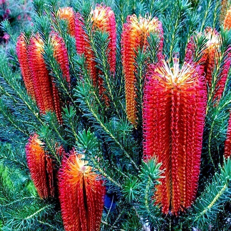 Lantern Fireworks Tree Seeds, Banksia ericifolia "Little Eric" - Rare Flowering Variety, Drought-Tolerant, Native Wildlife Attractant, Pack of 10