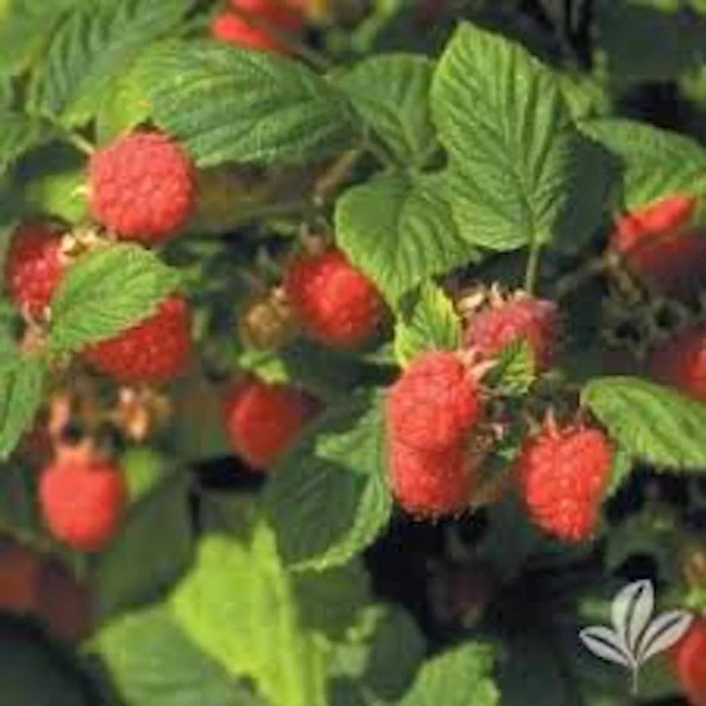 Nantahala Red Raspberry Plants - 3 Bare Root Rubus idaeus - Cold Resistant Zones 4-9