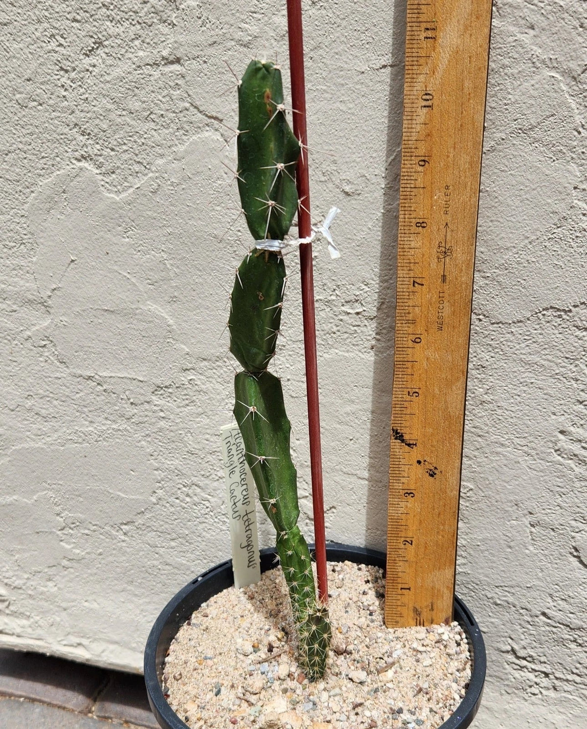 Live Rooted Triangle Cactus Plant - Acanthocereus Tetragonus - Florida Native, Drought-Tolerant, Indoor & Outdoor Garden