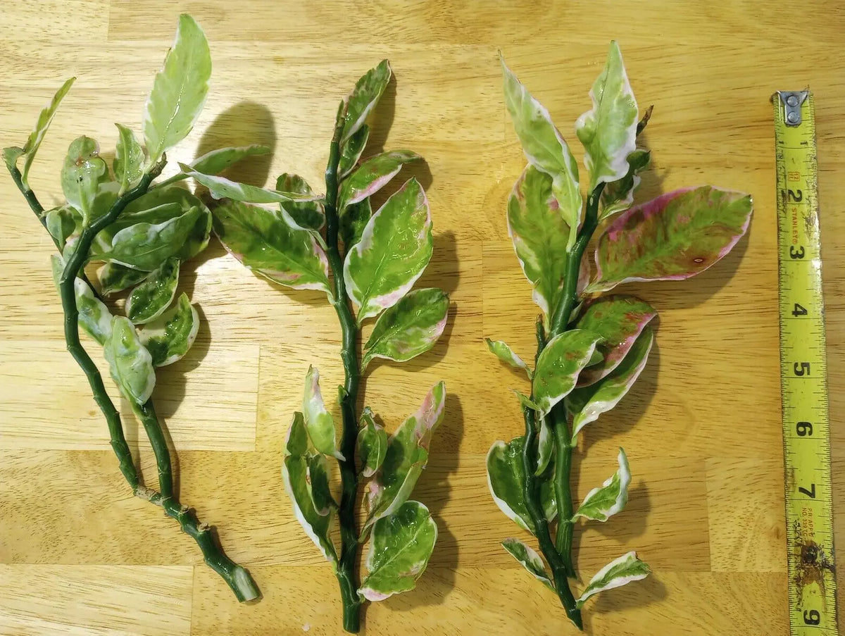 Devil's Backbone Cuttings 8-10" Variegated Japanese Poinsettia Euphorbia tithymaloides