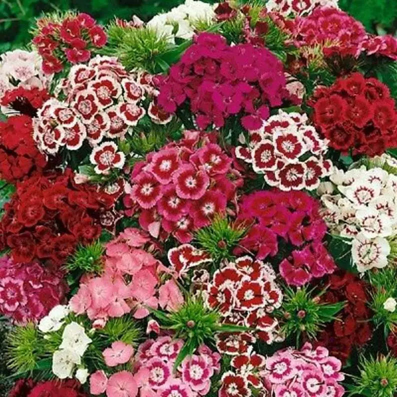 Sweet William Flower Seeds 300+ Mixed Multi-Color Scented Dianthus barbatus Seed Pack
