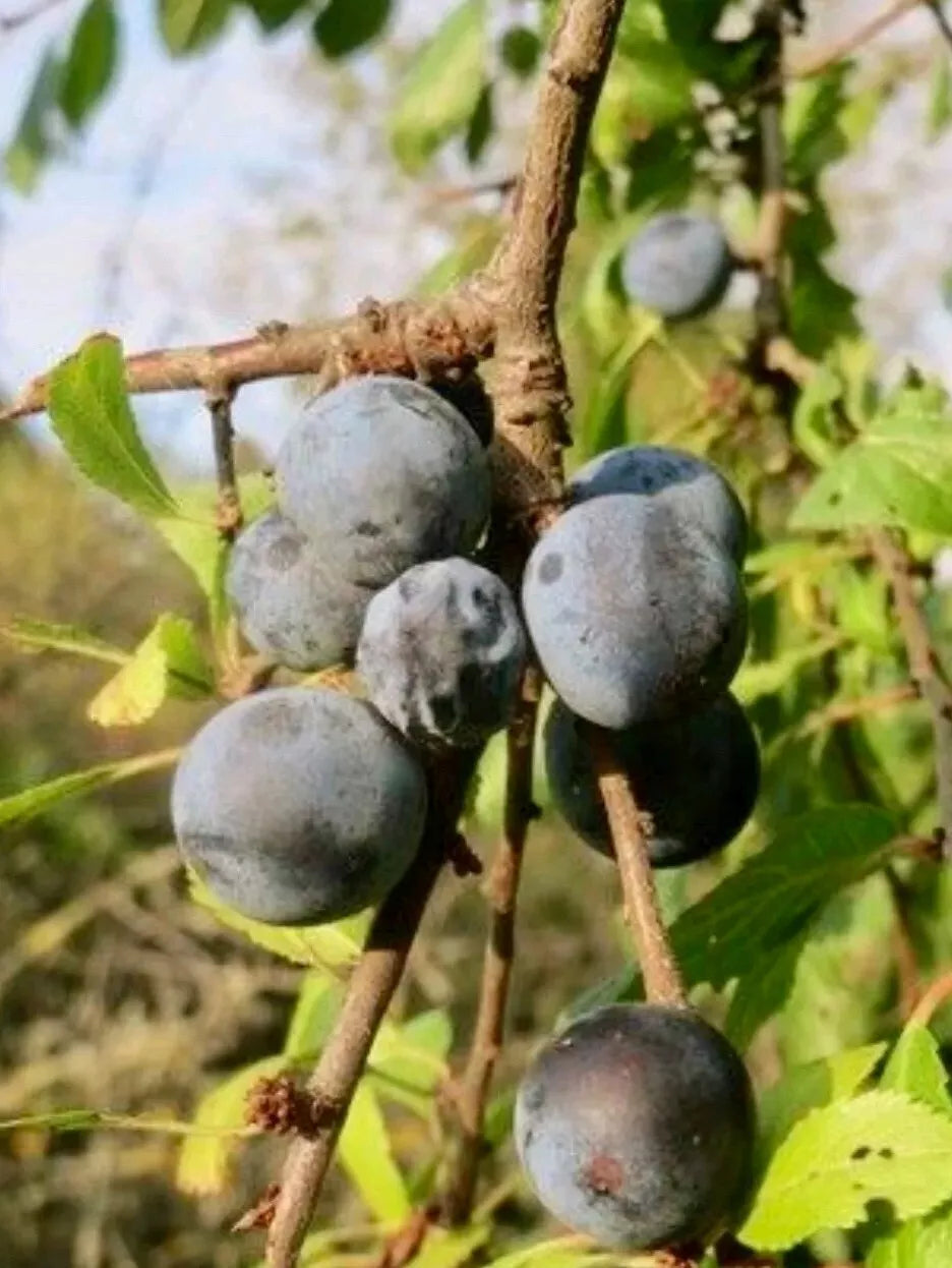 Black Thorn Cutting - 2 pcs, Exotic Fruit, Diospyros lotus, Tropical Plant Cuttings for Garden or Container