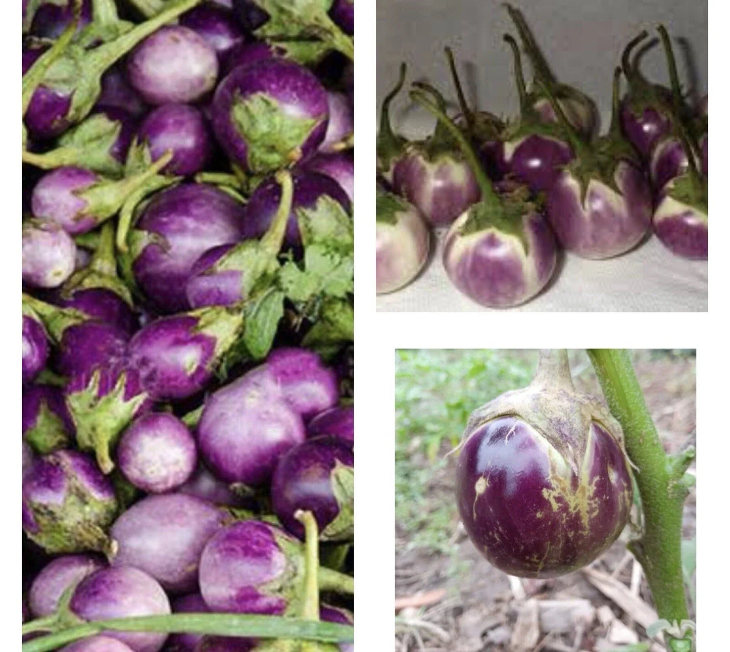 Thai Round Purple Eggplant Seeds - 50+ Non-GMO Seeds (Solanum melongena) - Buy 2 Get 1 Free