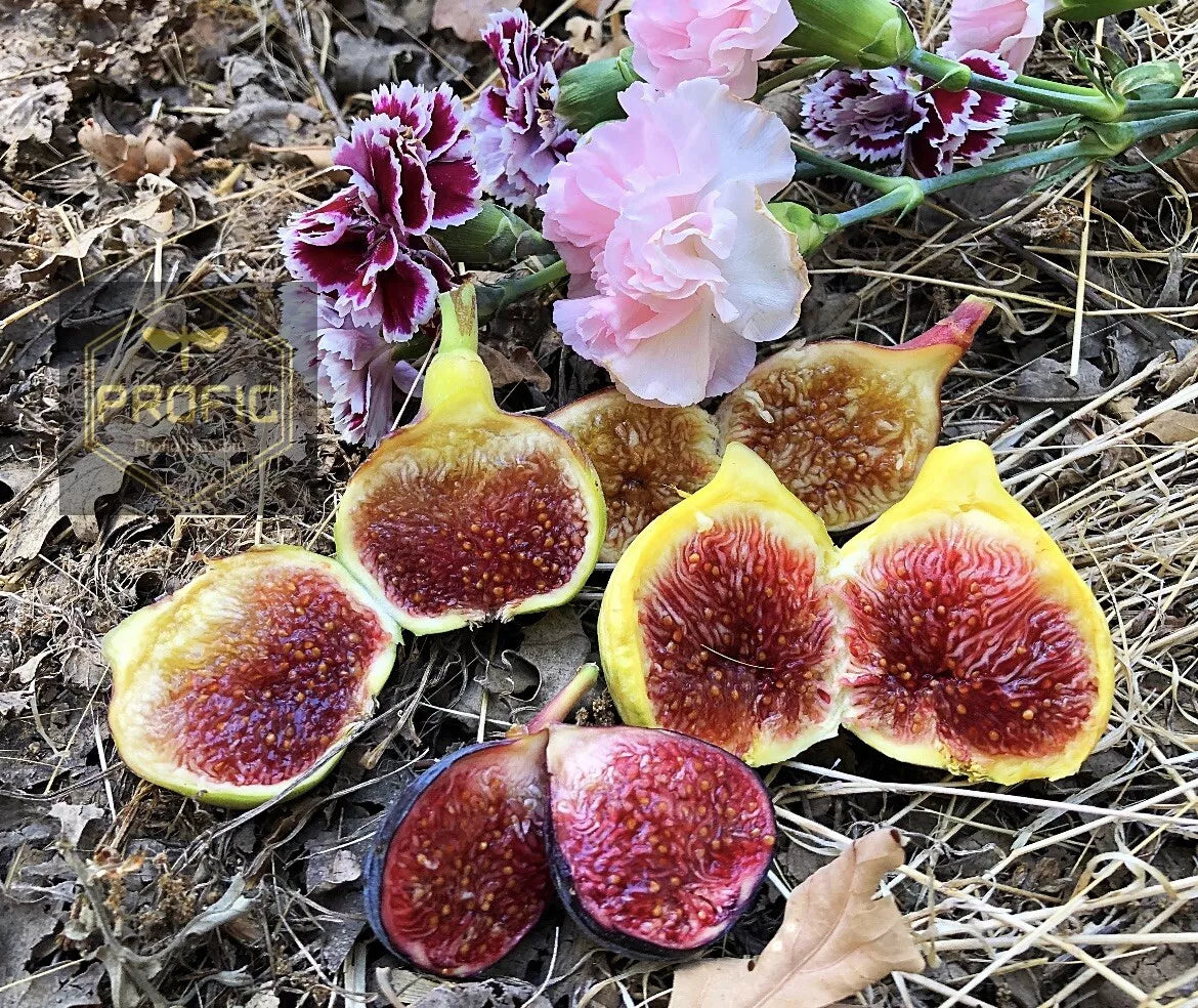Live Fig Trees in 4-Inch Pots | 8 Cold Hardy Ficus carica Varieties for Garden & Container Growth