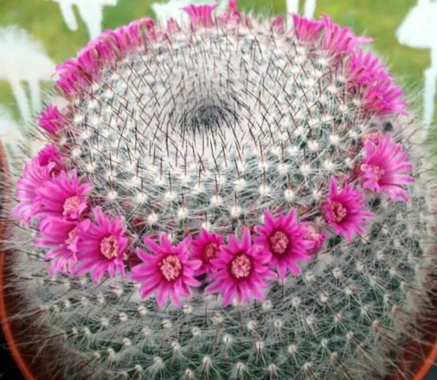 Mammillaria Hahnianna Cactus - 3" Potted Succulent for Indoor Garden, Home Decor, Low Maintenance, Pet Safe