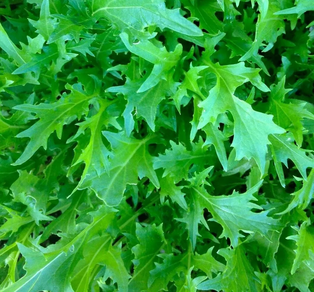 Mizuna Mustard Seeds - 300+ Microgreens for Culinary Garden - Brassica rapa var. nipposinica Seed Packet