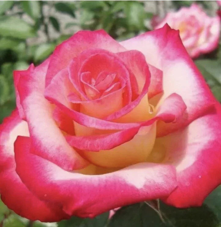 Rose Cuttings - 12 Virus-Free Plants, 10 Old Varieties Rosa spp., Garden, Border, Container Planting